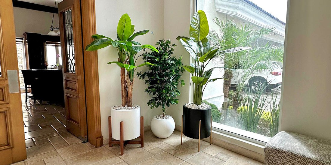 Plantas Decorativas para tu Hogar en Monterrey