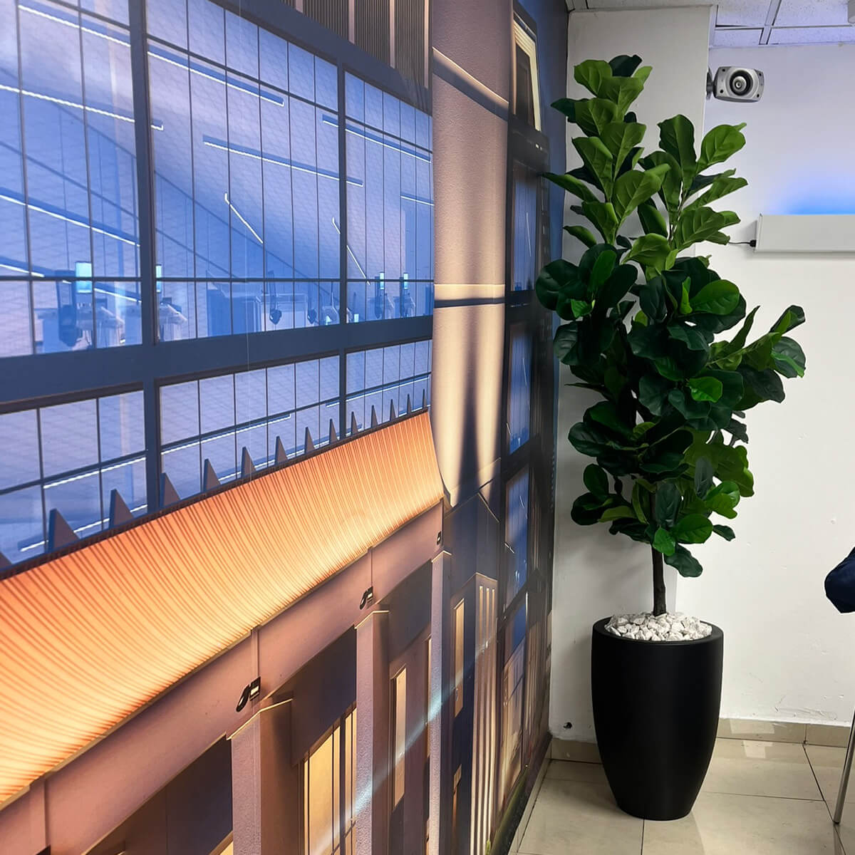 Maceta Bala con Pandurata Elegance (2.20 mts)