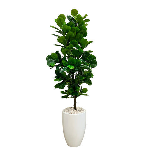 Maceta Bala con Pandurata Elegance (2.20 mts)